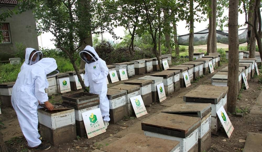 Delee Honey's Chinese Bee Journey