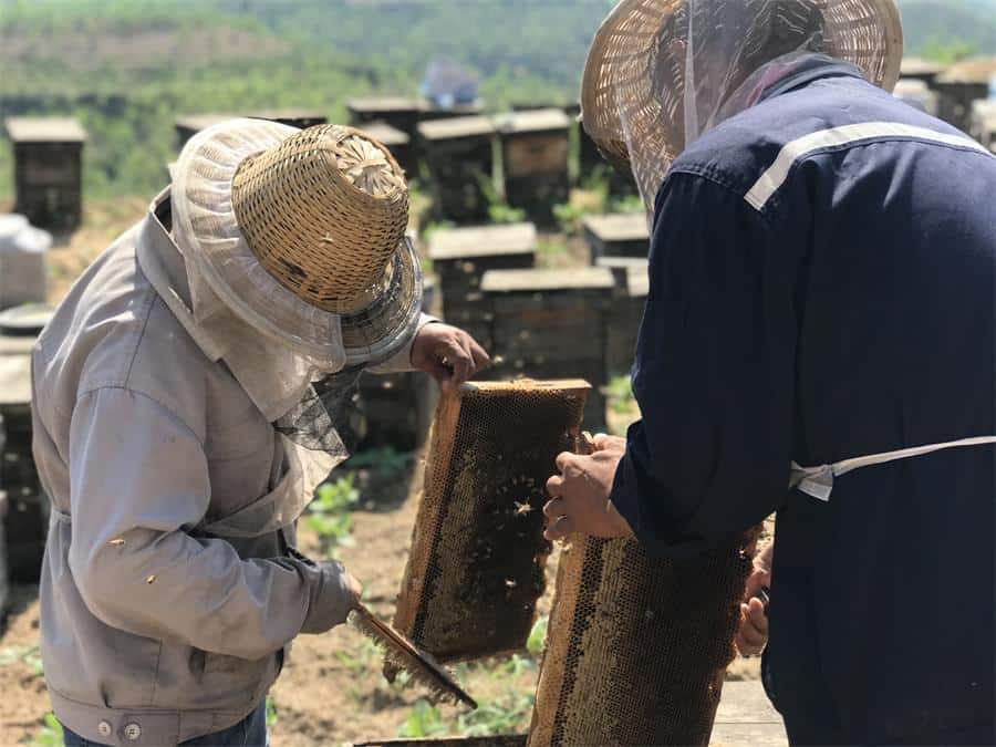 Beekeeping Journey