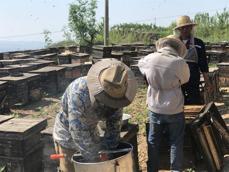 Beekeeping Journey