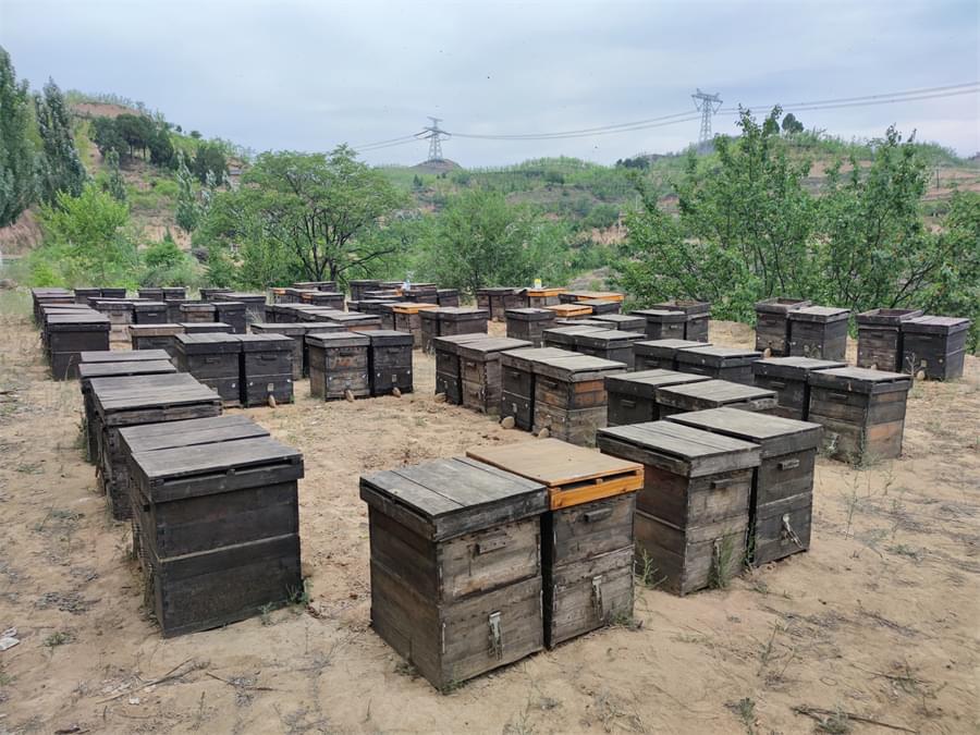 Beekeeping Journey