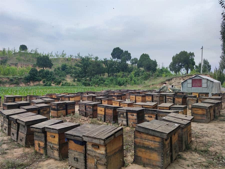 Beekeeping Journey